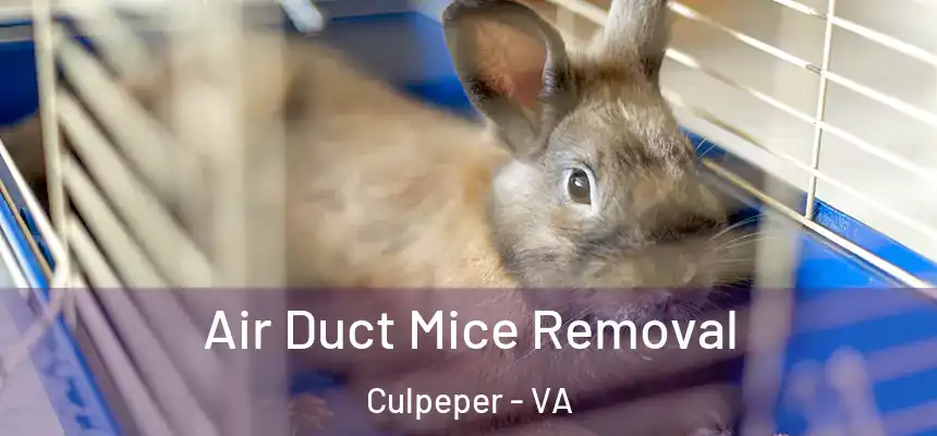 Air Duct Mice Removal Culpeper - VA